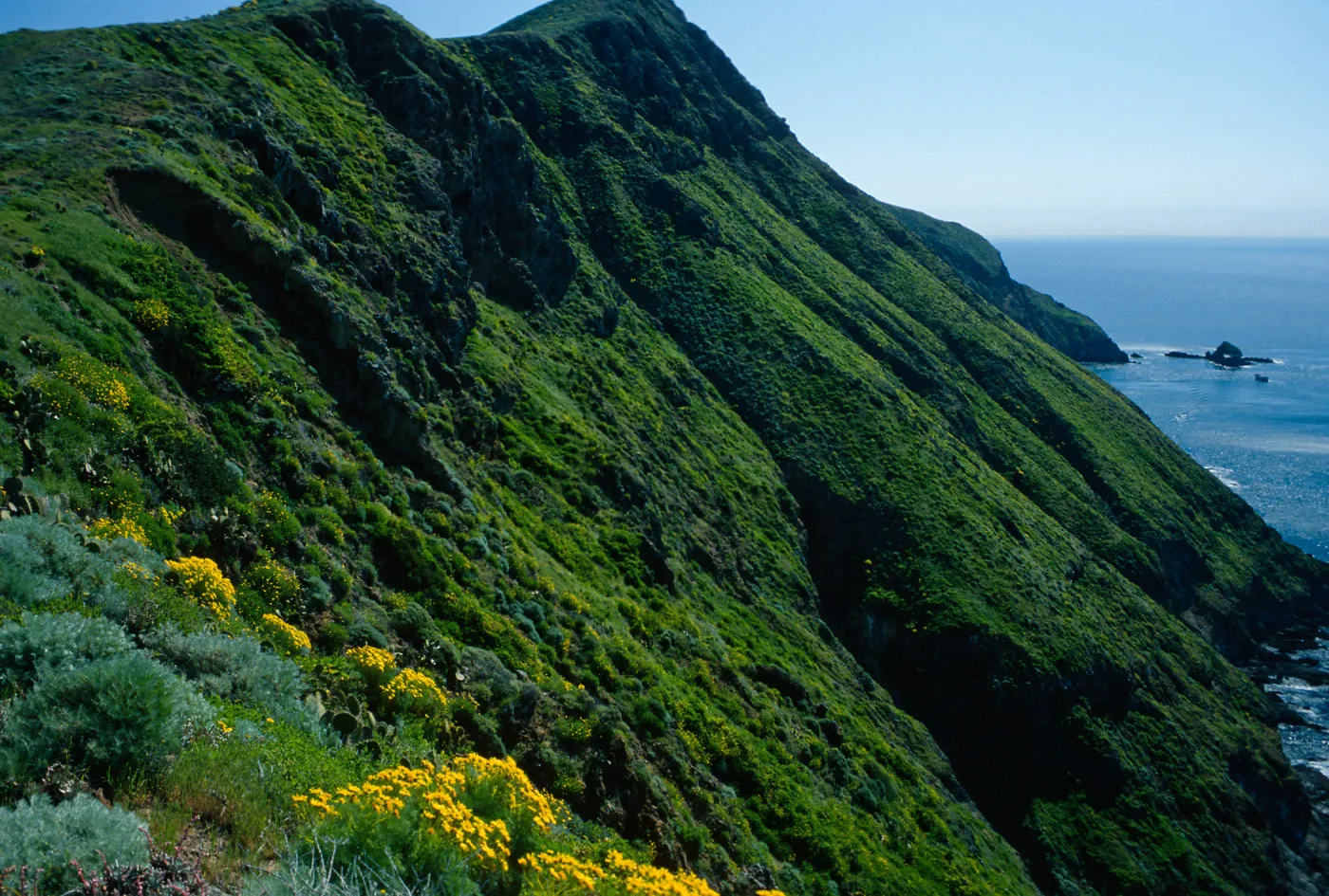 West Anacapa Island, S-facing slopes, West of Summit Peak, Coreopsis gigantea