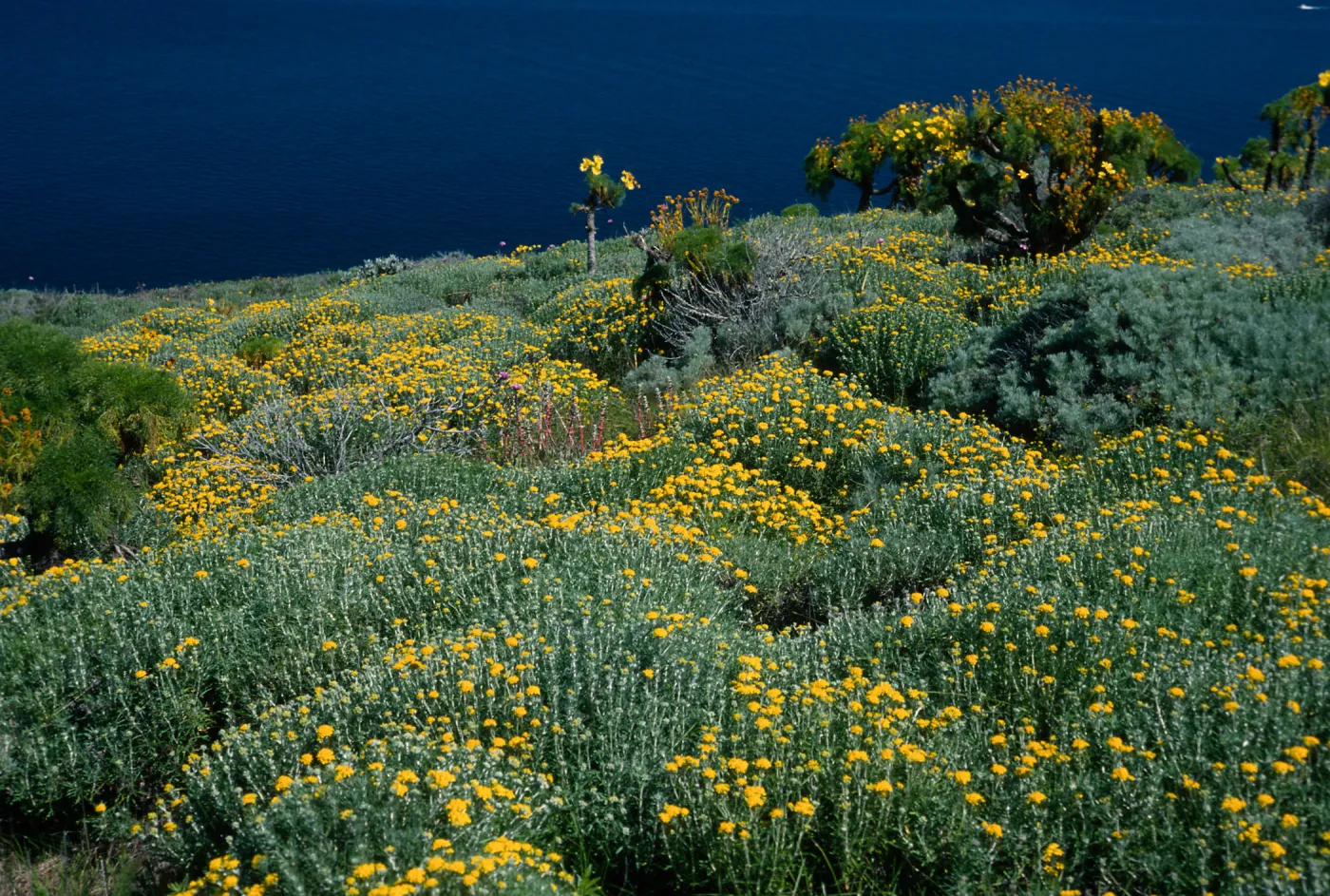 West Anacapa Island, Eriophyllum, N-facing slopes, West of Summit Peak