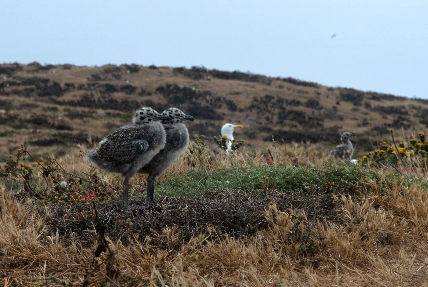 East Anacapa Island, Western Gull chicks