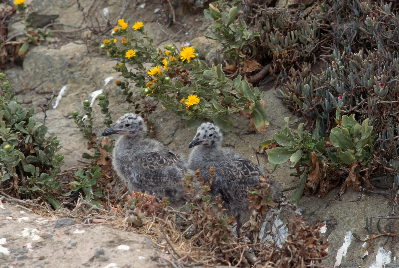 East Anacapa Island, young Western Gulls