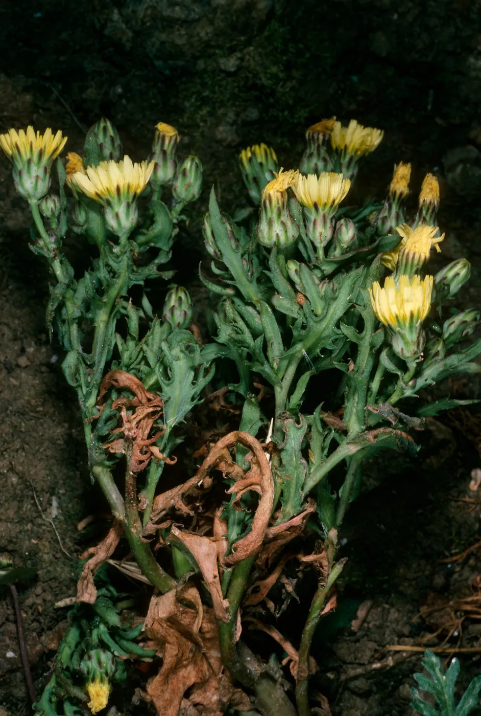 Middle Anacapa Island, Malacothrix squalida