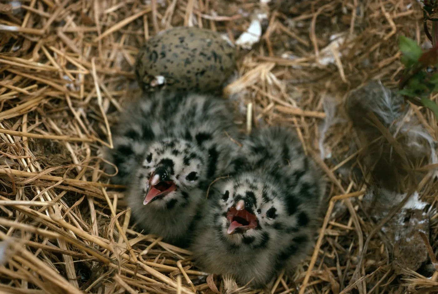 Middle Anacapa Island, gull chicks