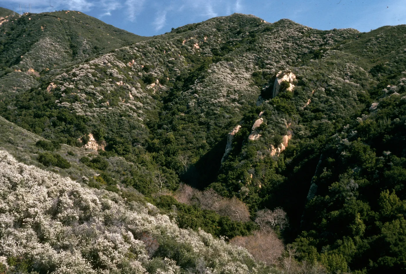 Ceanothus megacarpus, Tunnel Trail