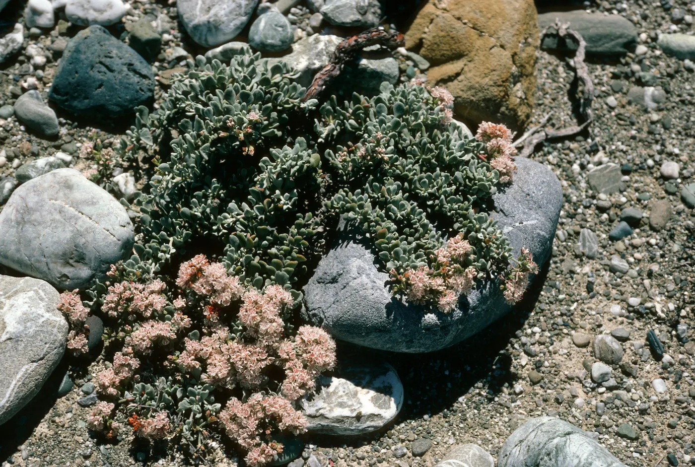 Erigonum pondii, Cedros Island