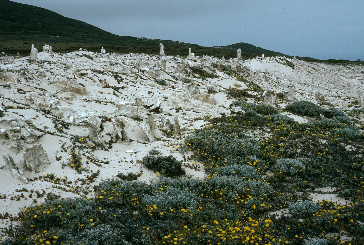 San Miguel Island, caliche, above West end of Simonton Cove