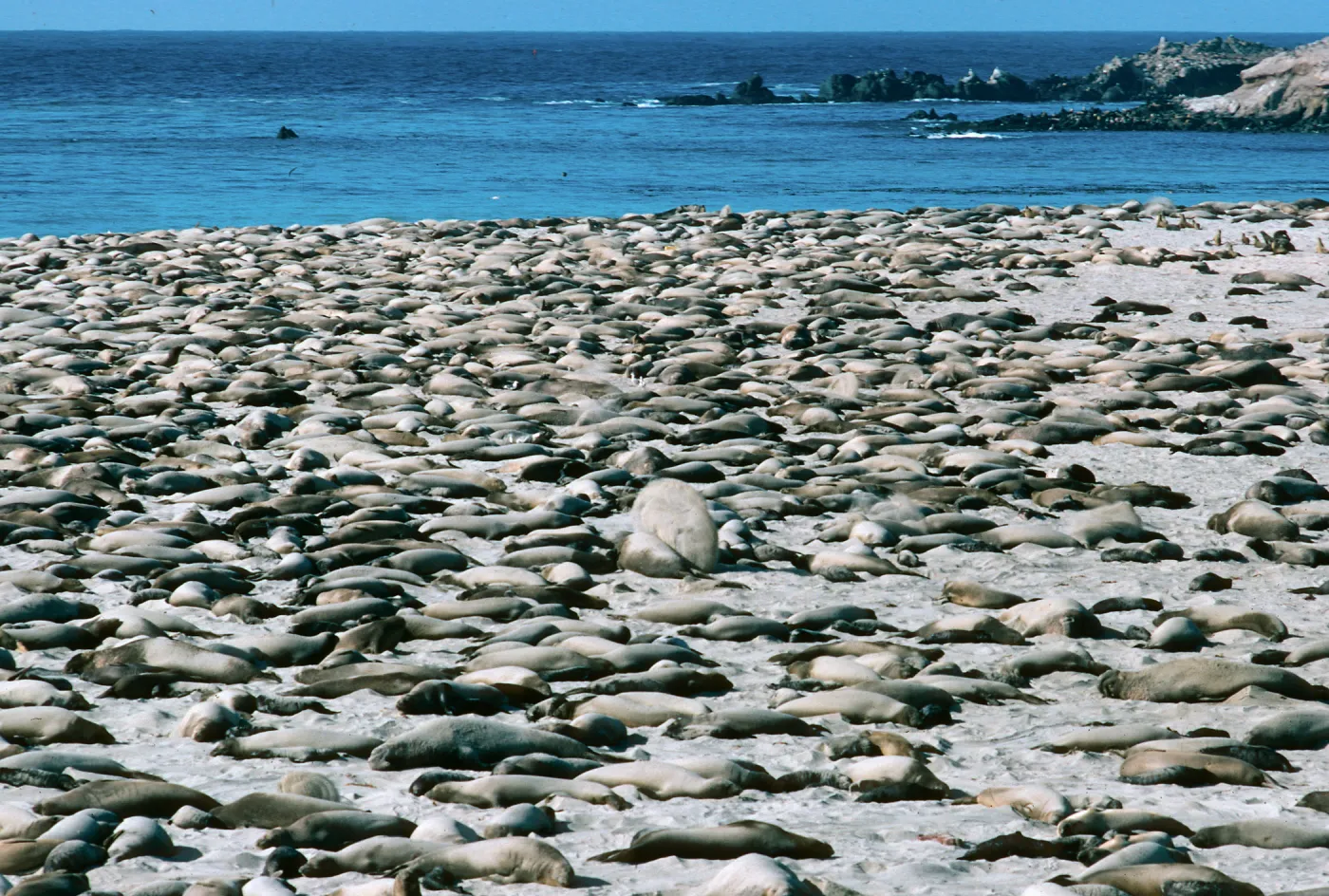 San Miguel Island, Elephant Seals, Point Bennett