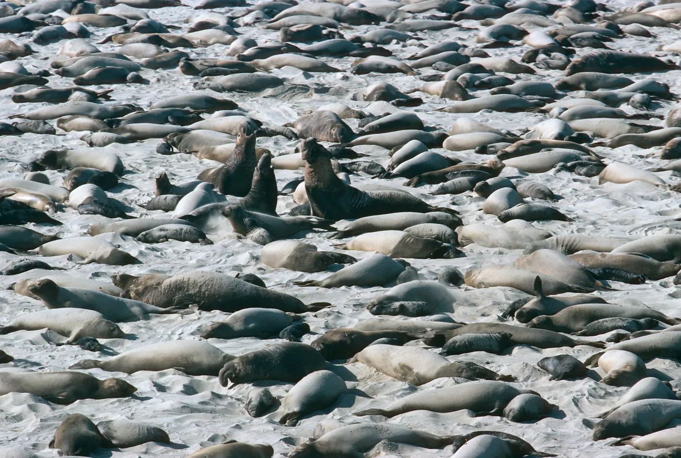 San Miguel Island, Elephant Seals, Point Bennett