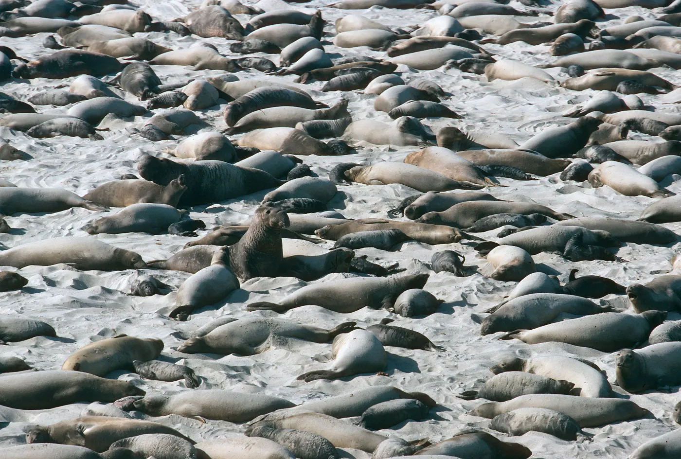 San Miguel Island, Elephant Seals, Point Bennett