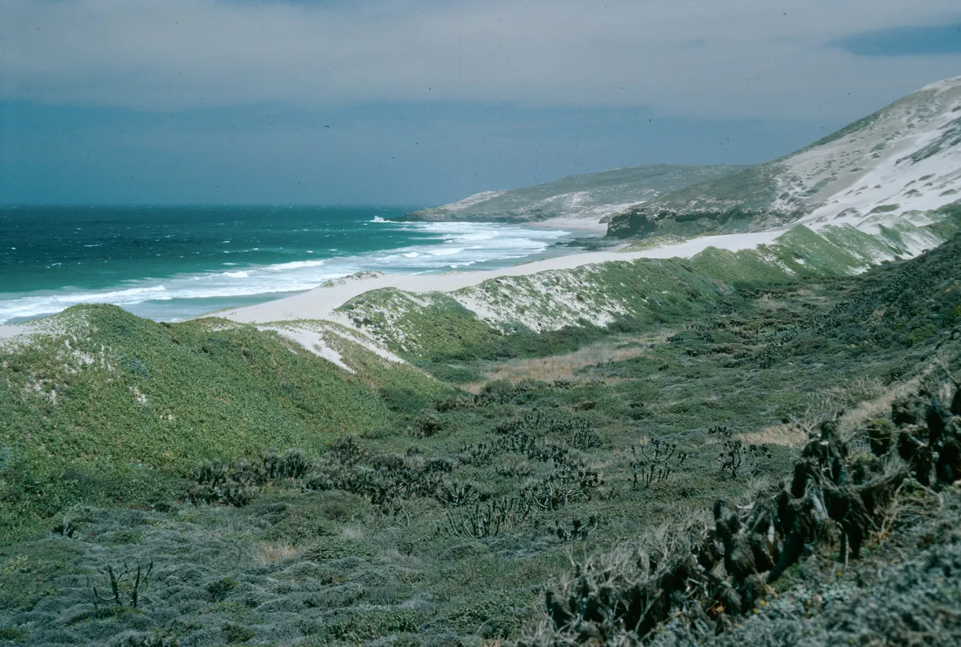 San Miguel Island, Cuyler Harbor, dunes, East of Cañada Del Mar