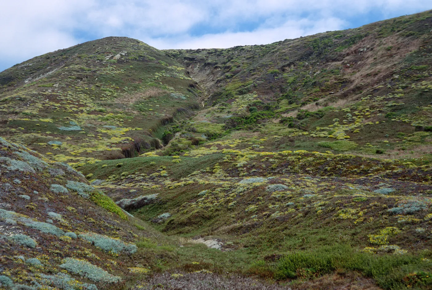 San Miguel Island, Malacothrix incana, hills above West end of Simonton Cove, from Range Marker Beach