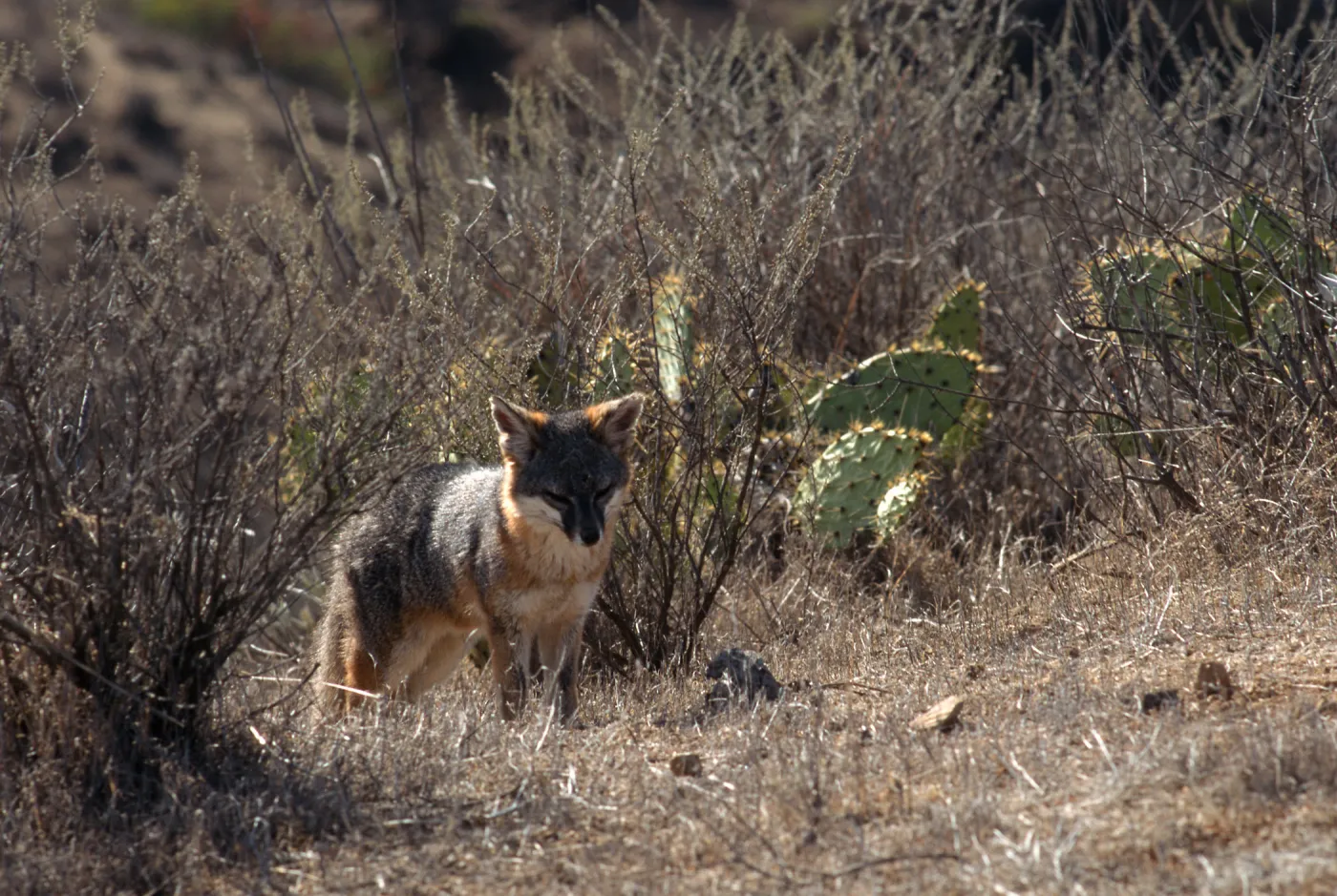 Catalina Island, island fox from KBRT Road