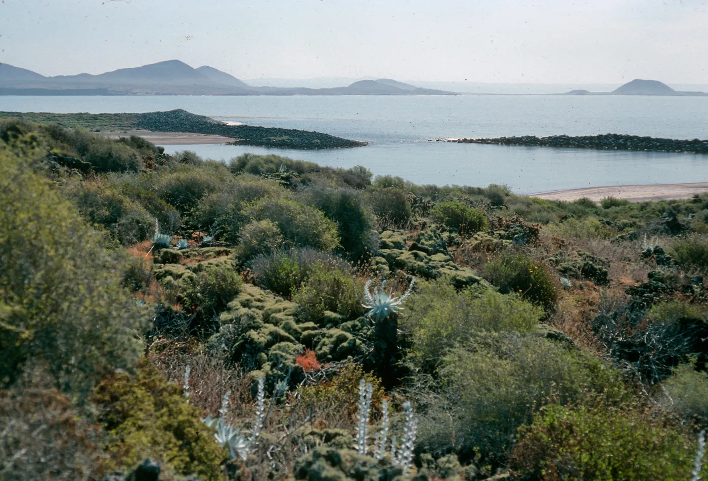 San Martin Island, above lagoon, Dudleya anthonyi