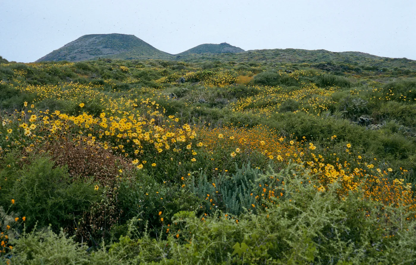 San Martin Island, Encelia, Lycium, Amsinckia, trail to crater