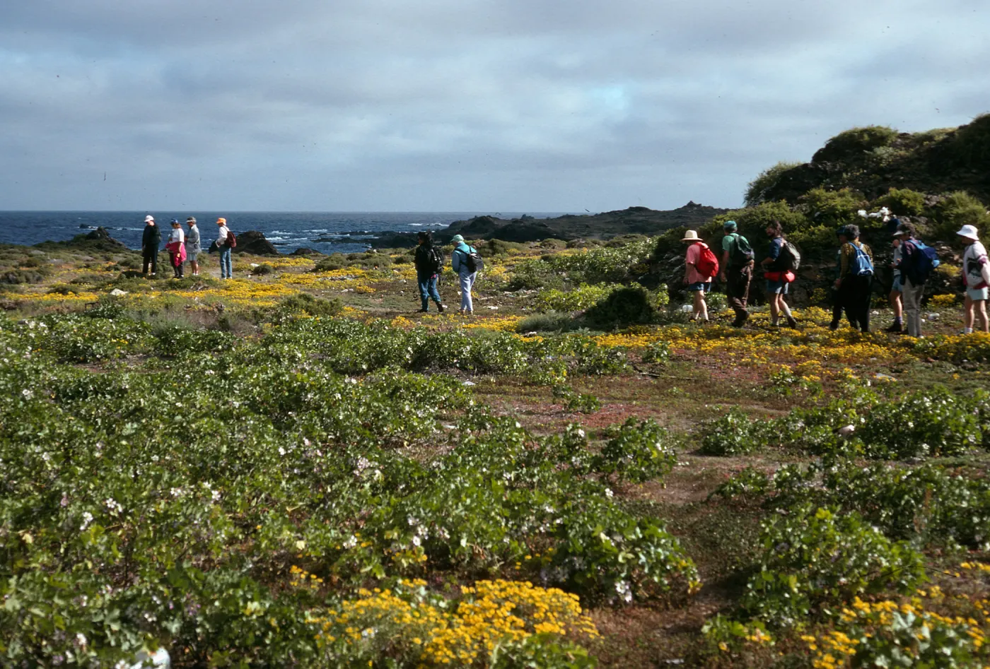 West San Benito Island, flats, North of village, Lavatera venosa
