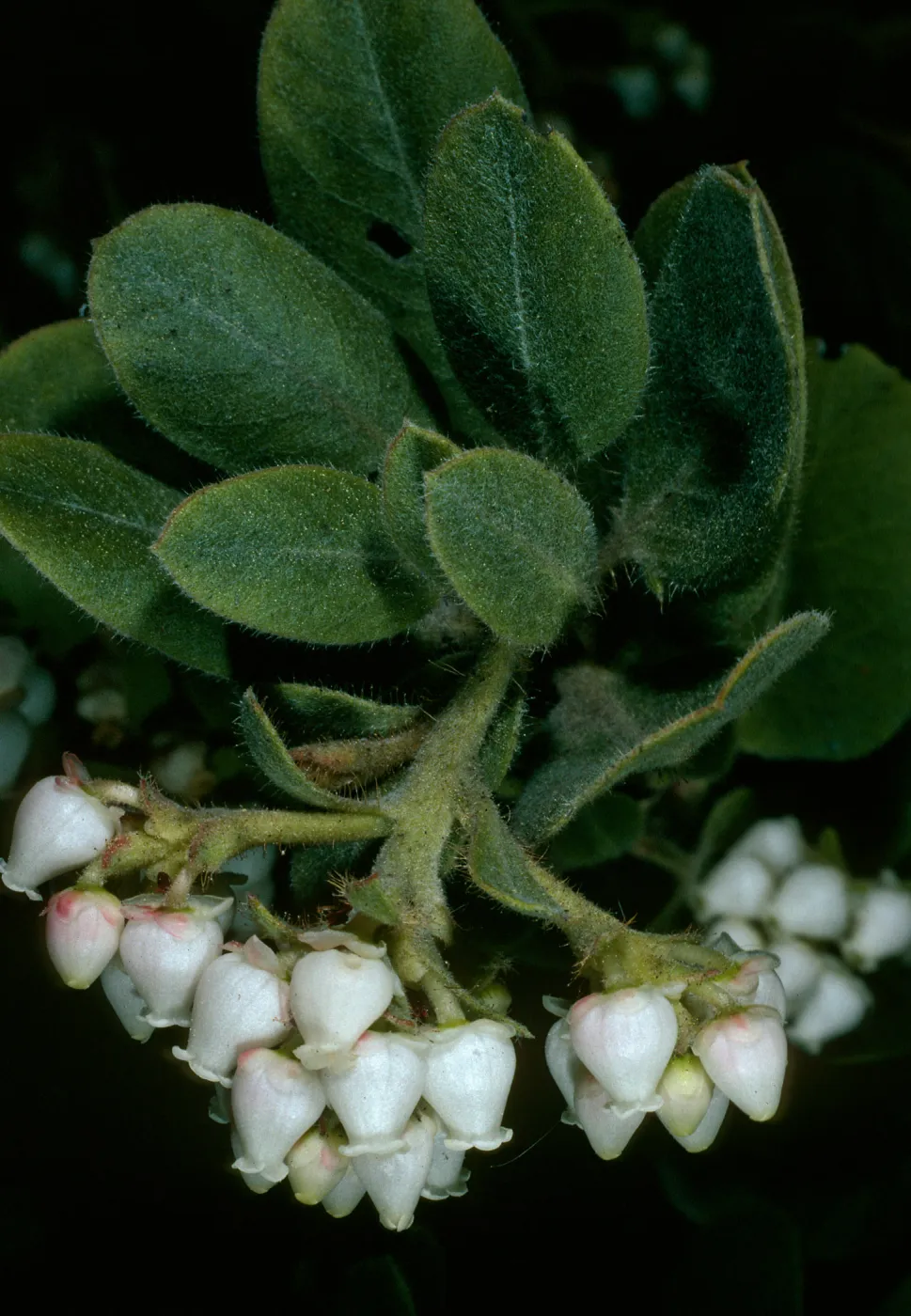 Arctostaphylos confertiflora (Santa rosa island manzanita, SBBG