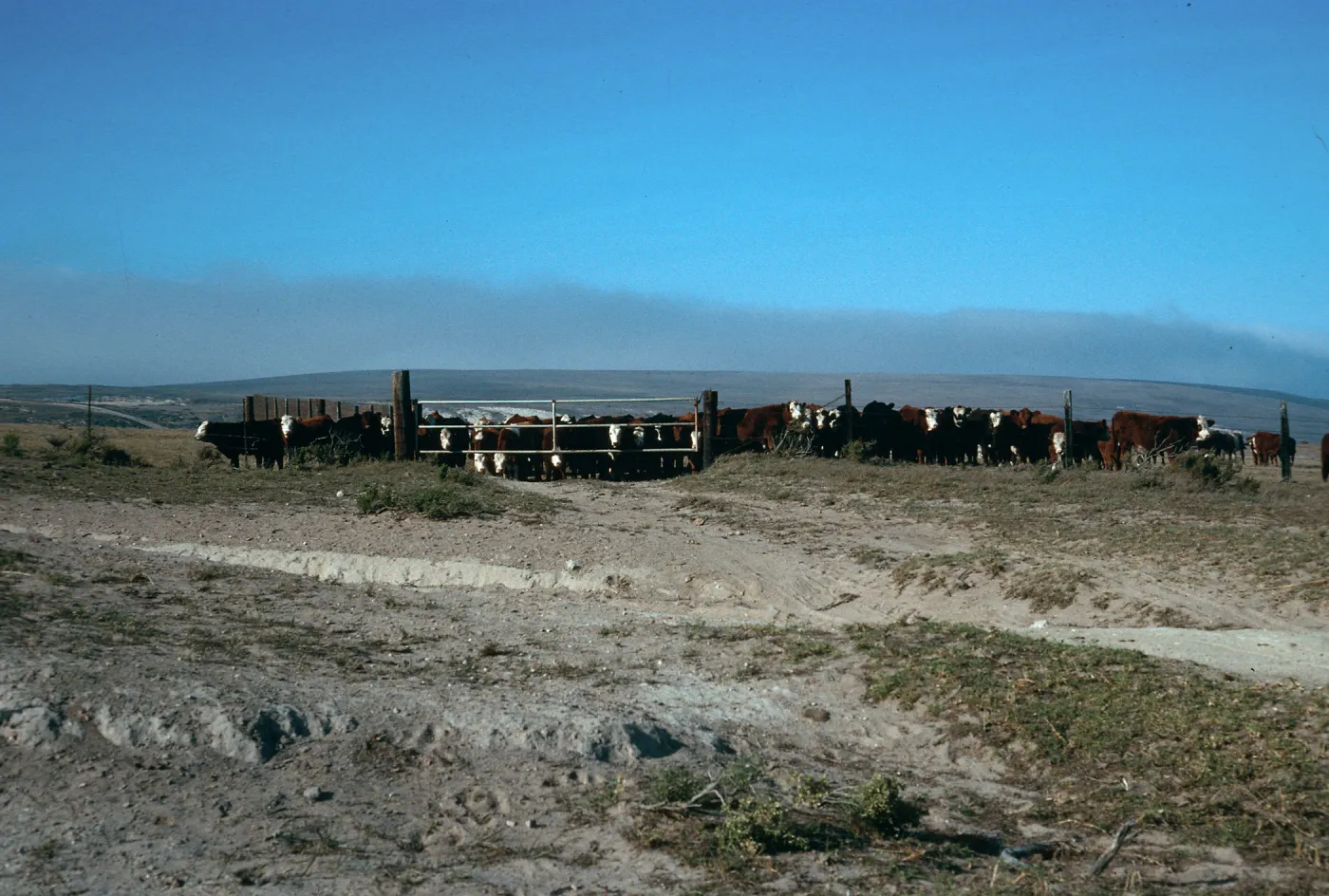 Santa Rosa Island, cattle, just West of Vail Ranch, Beechers Bay