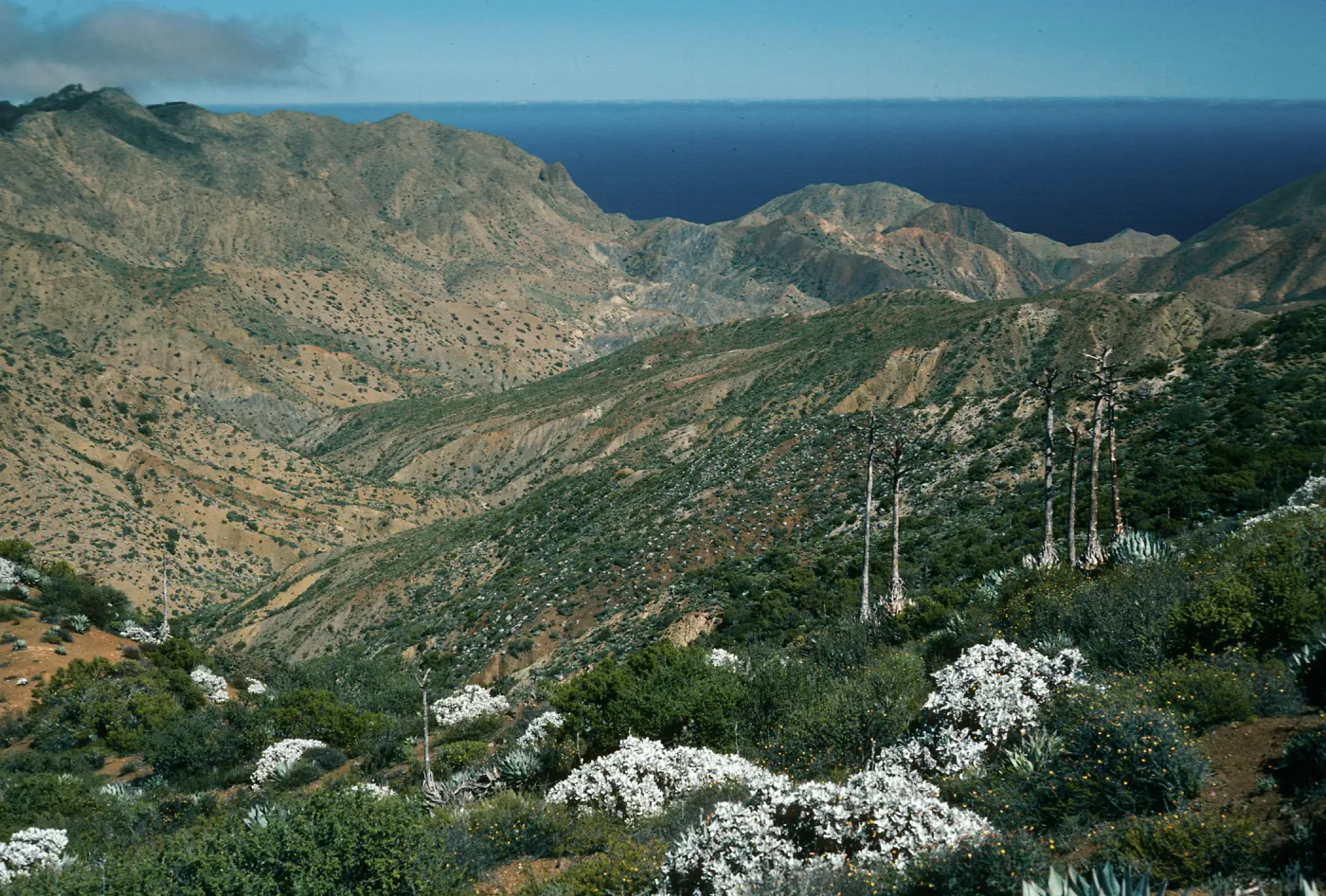 Cedros Island