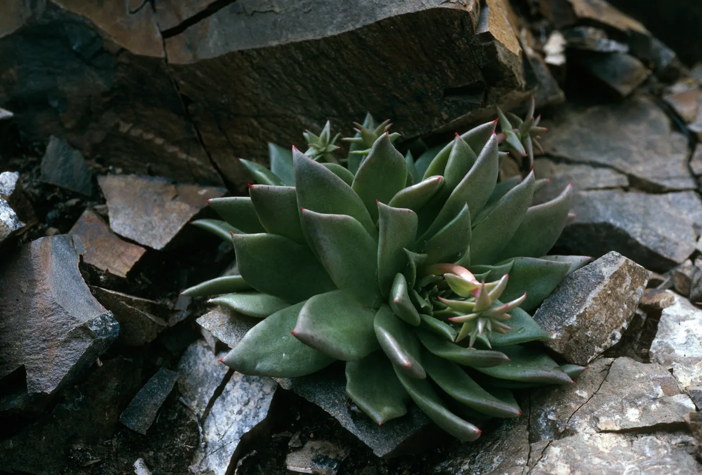 Cedros Island, Dudleya cedroensis, Gran Cañon