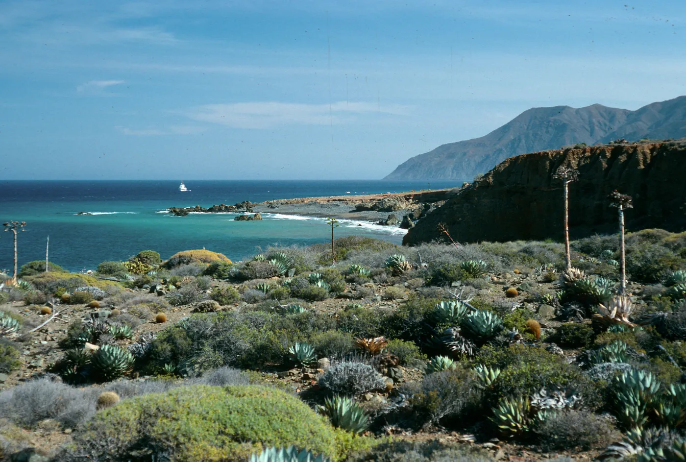 Cedros Island, North of Campo Punta Norte