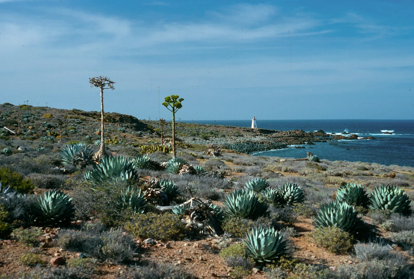 Cedros Island, North of Campo Punta Norte (Century Plant)
