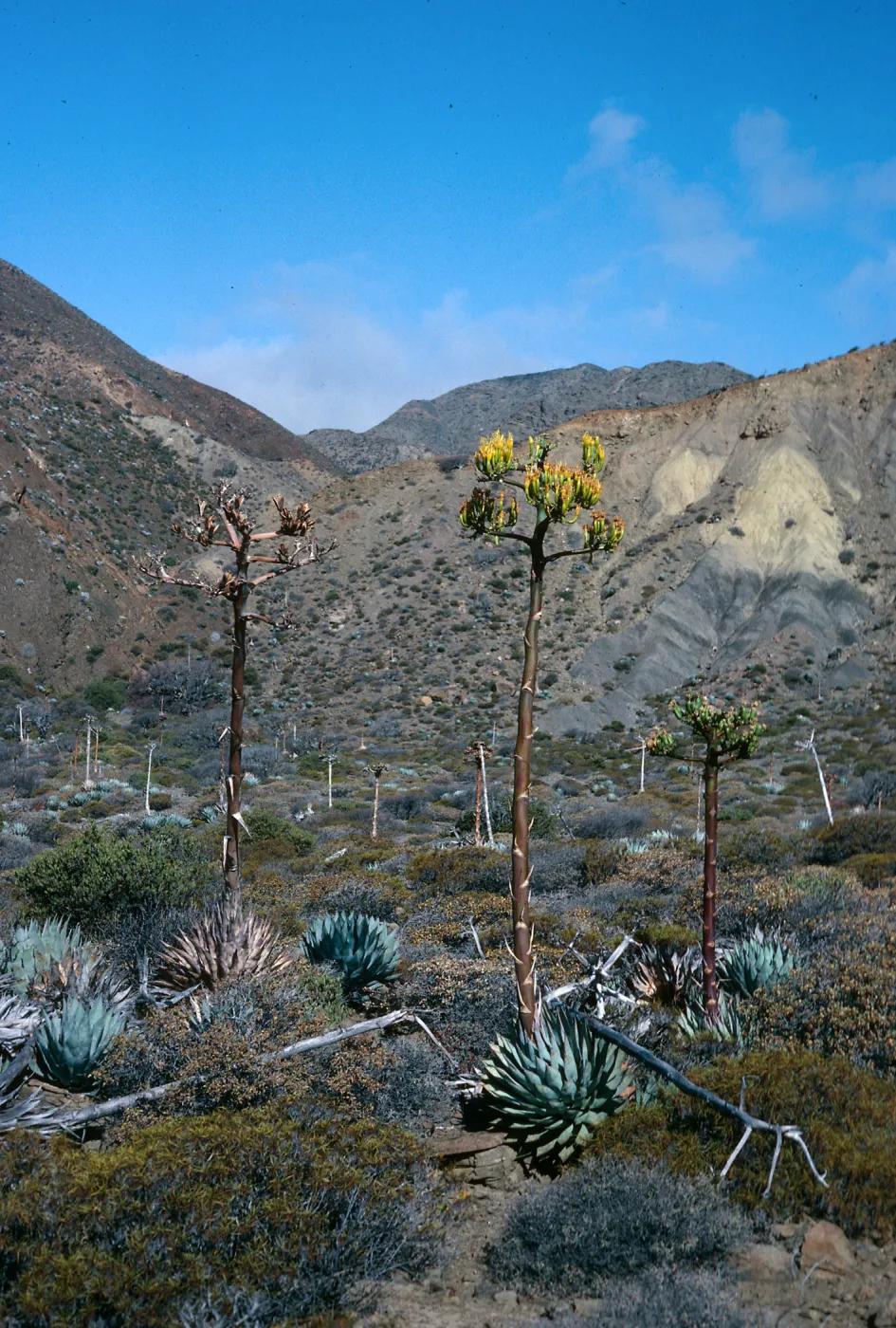 Cedros Island, Agave shawii, Gran Cañon