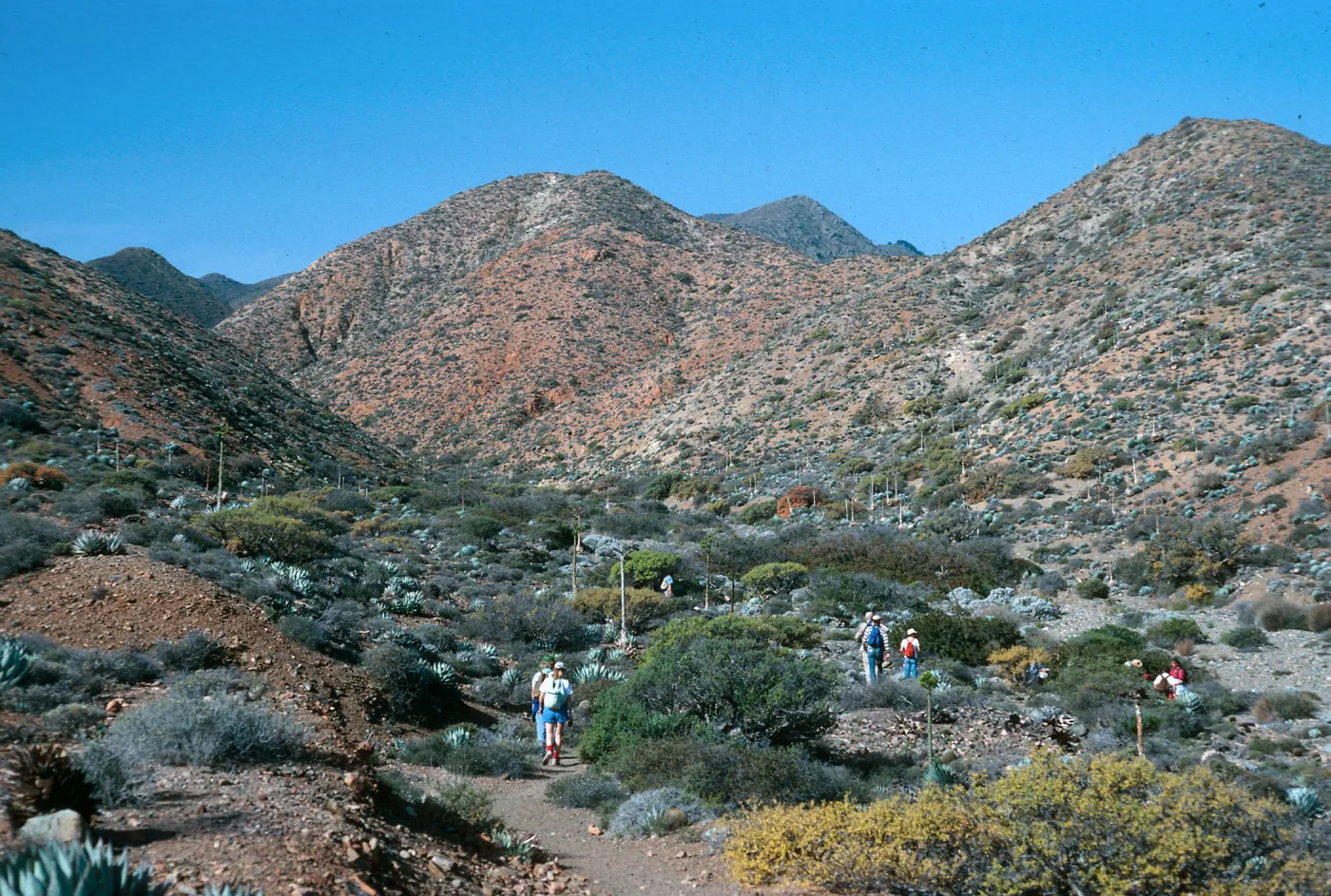 Cedros Island, mouth of Cañada de la Mina