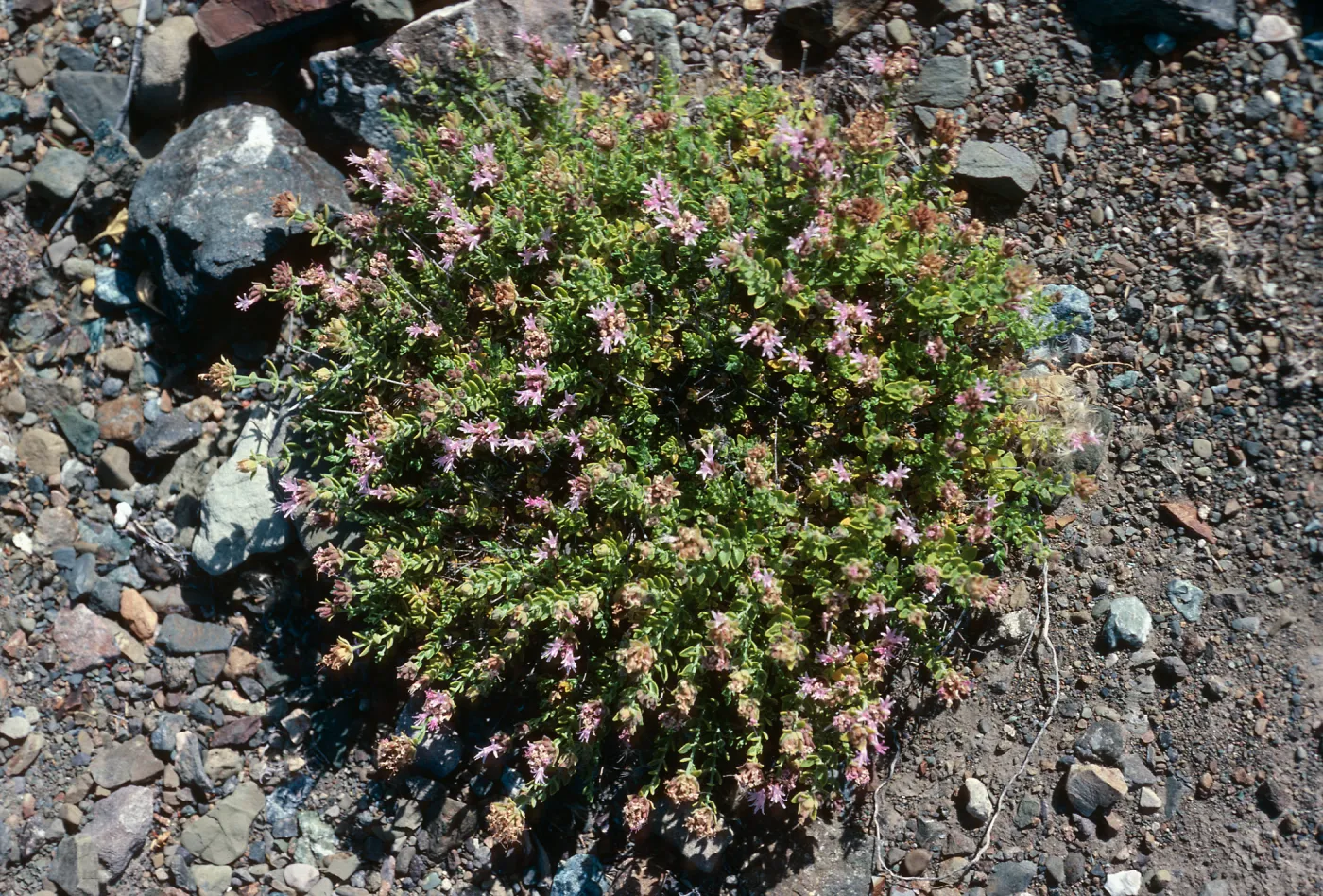 Cedros Island, Monardella thymifolia, Gran Cañon