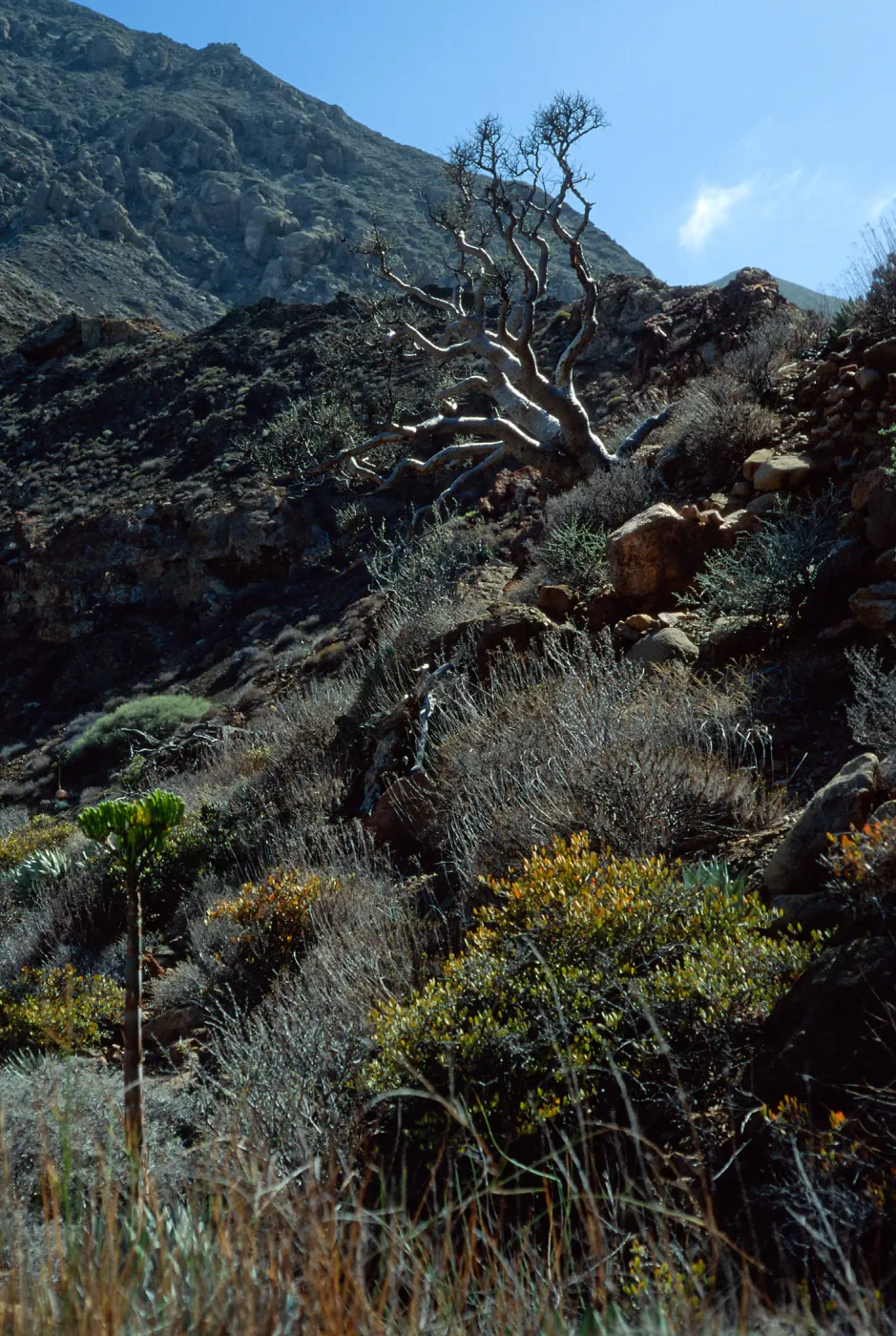 Cedros Island, Elephant Tree, Arroyo Choyal