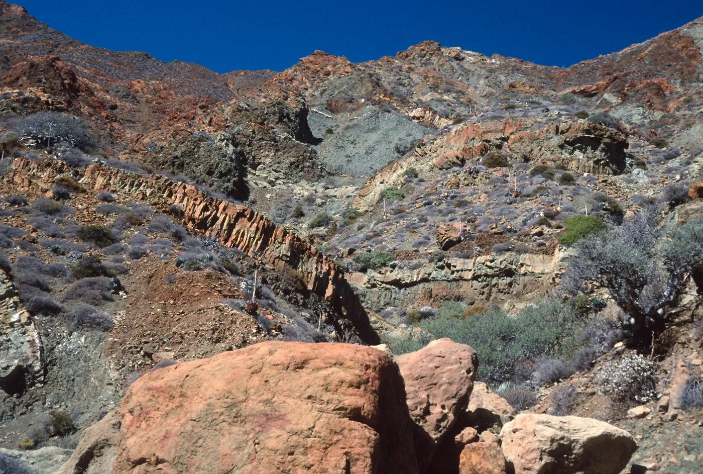 Cedros Island. Arroyo Choyal