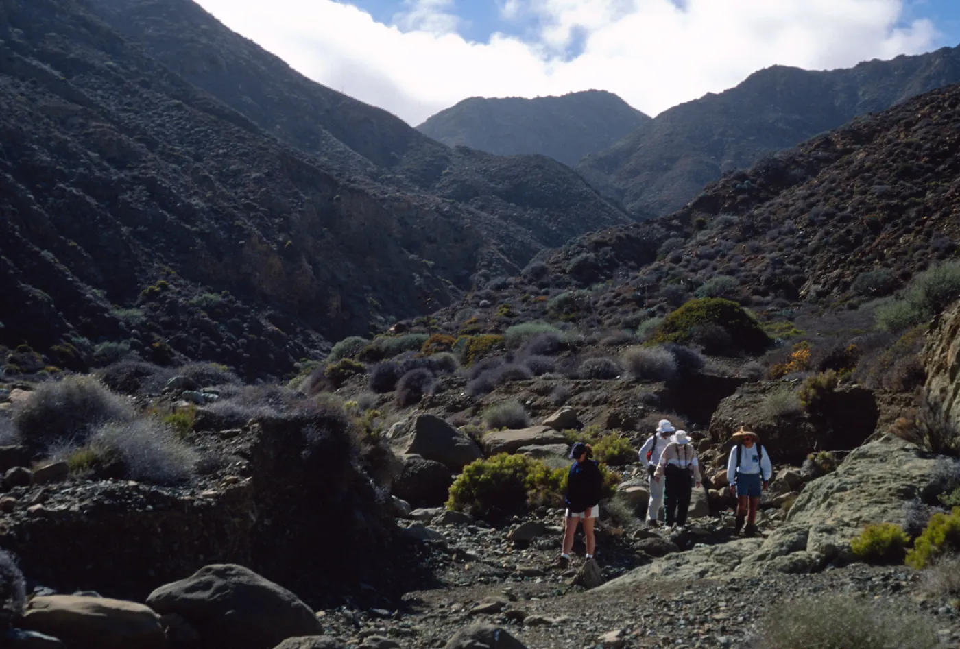 Cedros Island, Arroyo Choyal