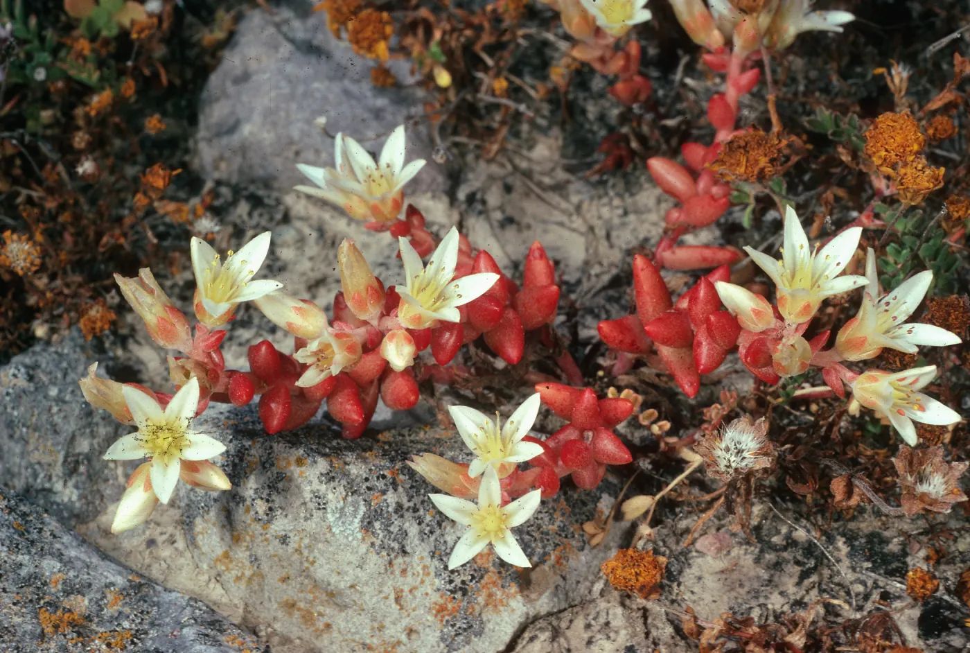 Santa Cruz Island, Dudleya nestioca, Fraser Point