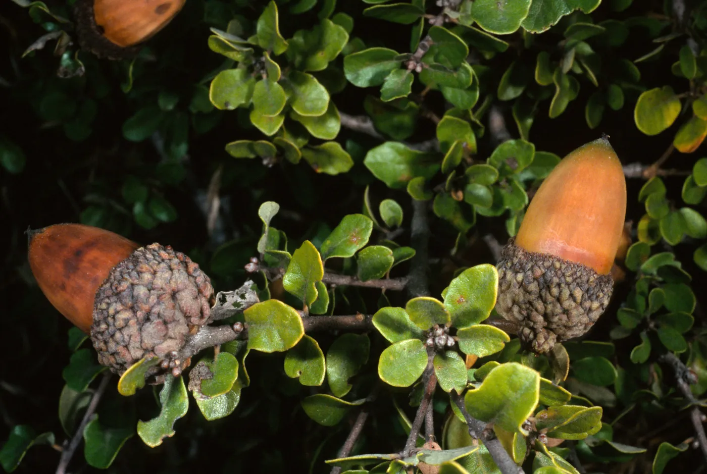 Santa Cruz Island, Quercus pacifica