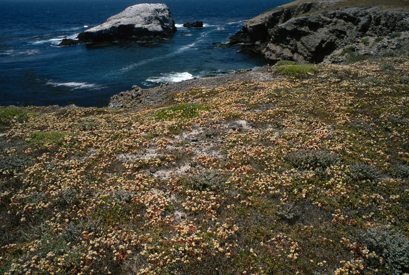 Santa Cruz Island, Dudleya nestioca, Fraser Point