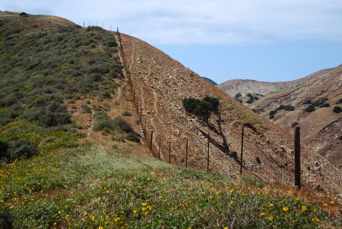 Santa Cruz Island, sheep damage, fenceline - South side, just West of Montañon Canyon