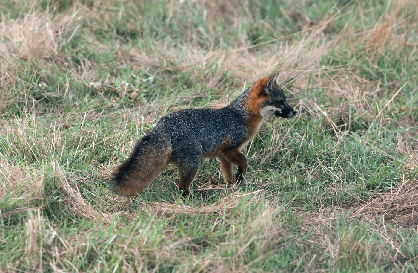 Santa Cruz Island, island fox, East of China Pines, from The Nature Conservancy Exhibit