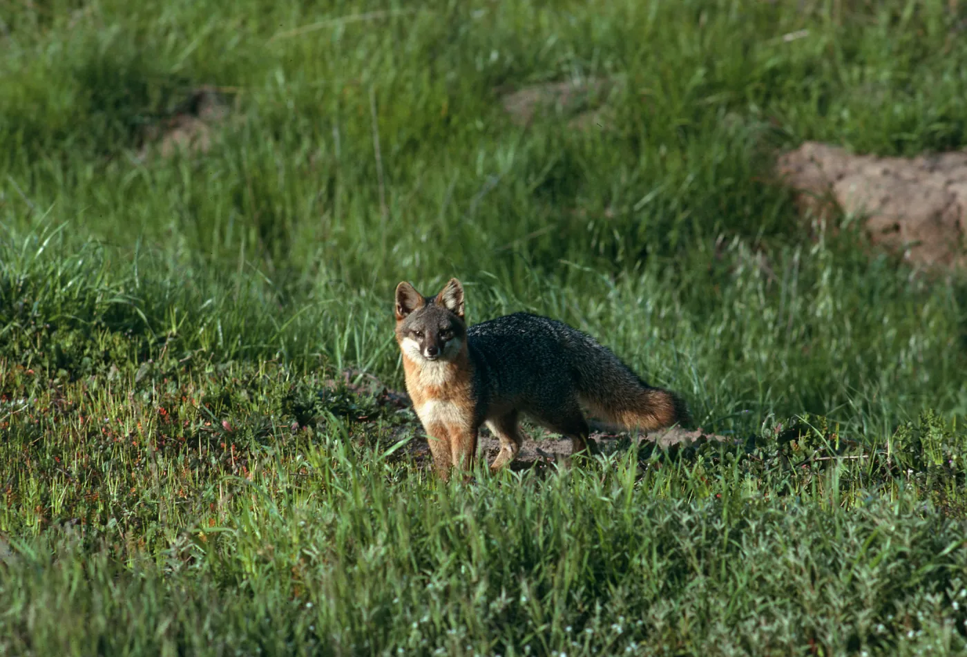 Santa Cruz Island, island fox, East of Christy Ranch