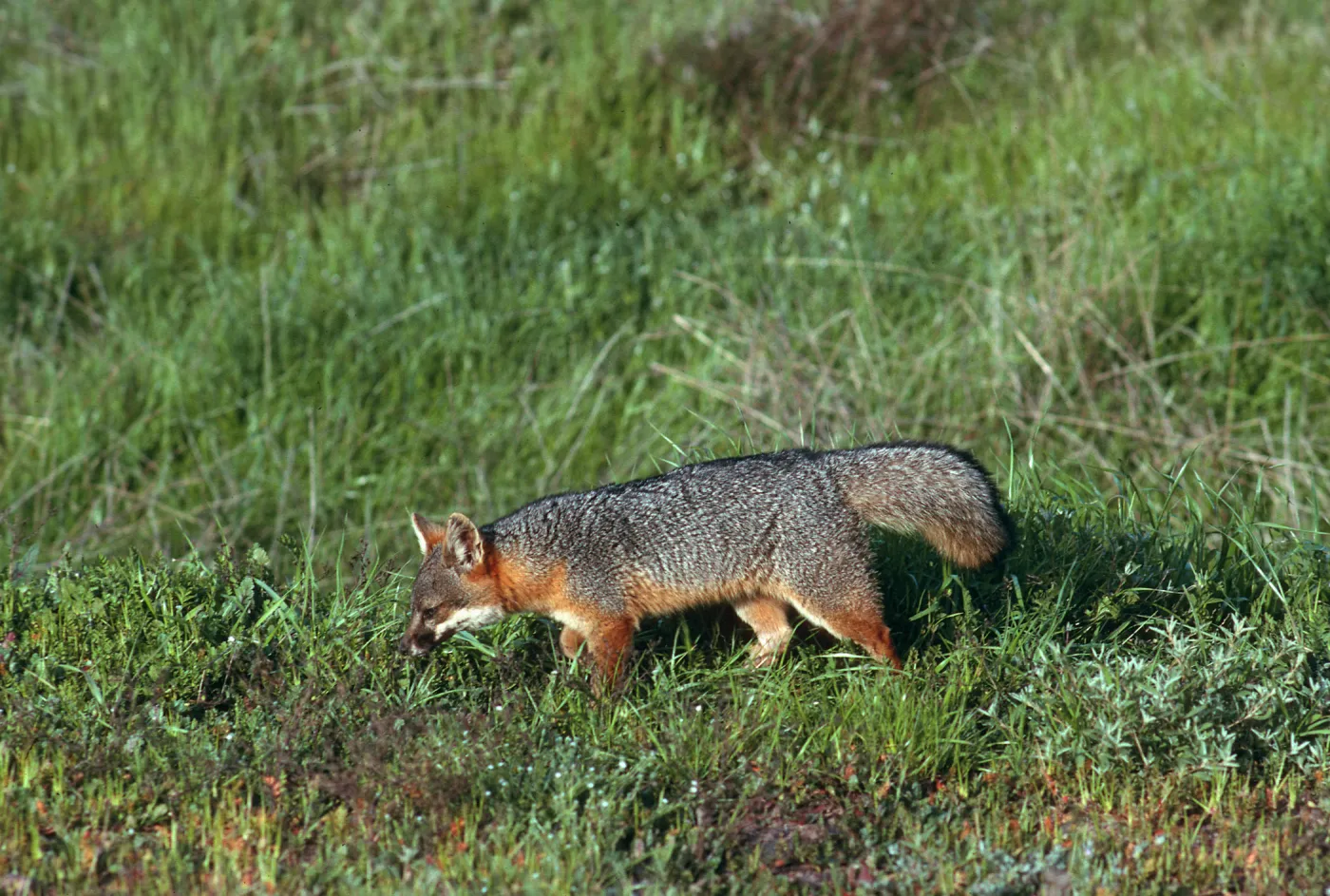 Santa Cruz Island, island fox, East of Christy Ranch