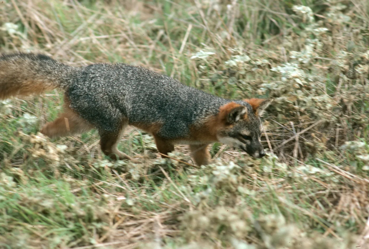 Santa Cruz Island, island fox, East of Christy Ranch