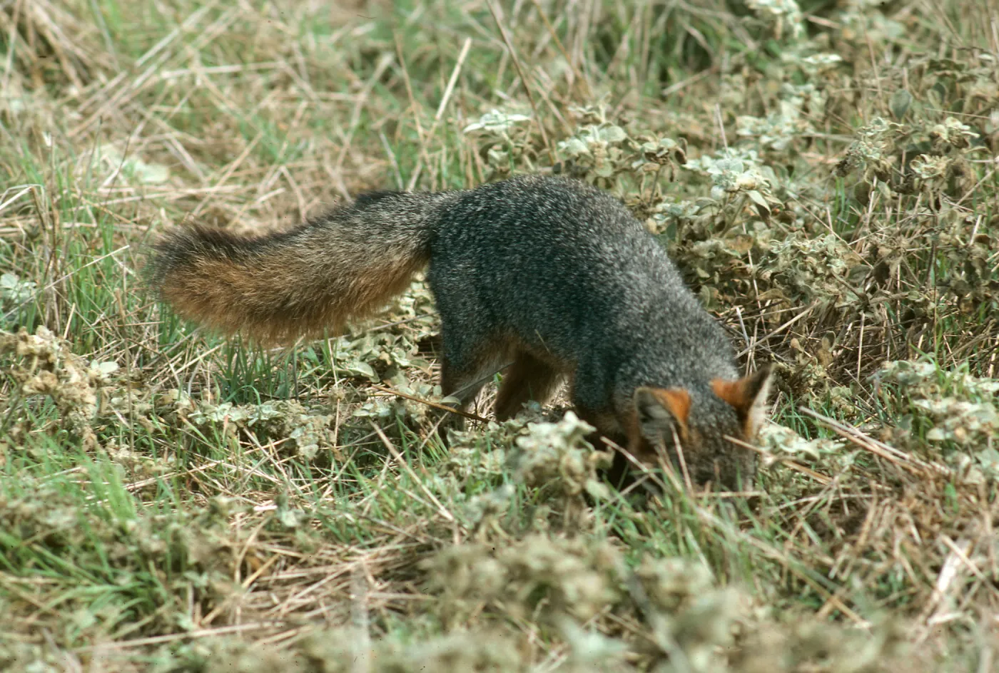 Santa Cruz Island, island fox, East of Christy Ranch