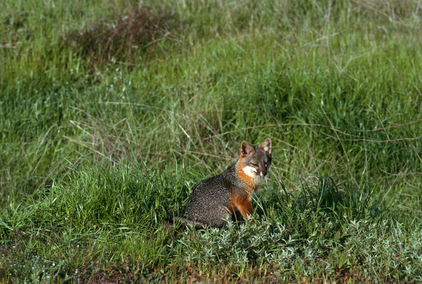 Santa Cruz Island, island fox, East of Christy Ranch