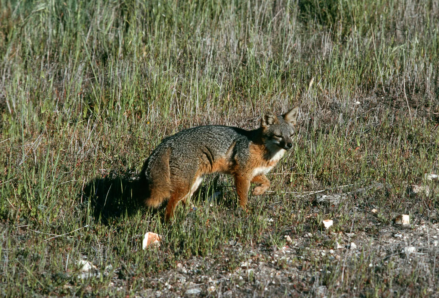Santa Cruz Island, fox, East of navy base