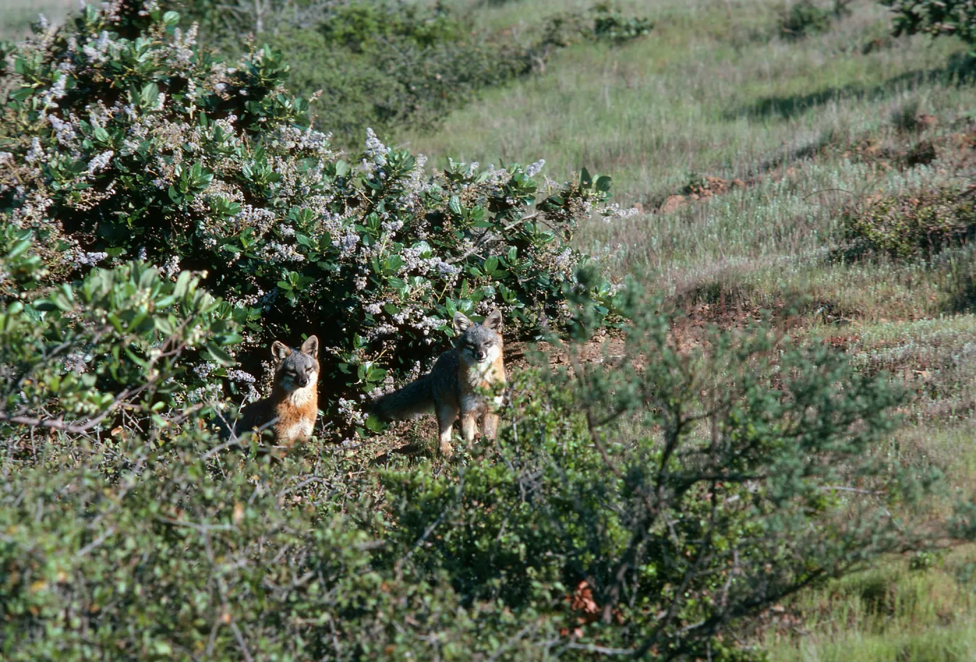 Santa Cruz Island, island foxes, South Ridge Road, by Laguna Canyon