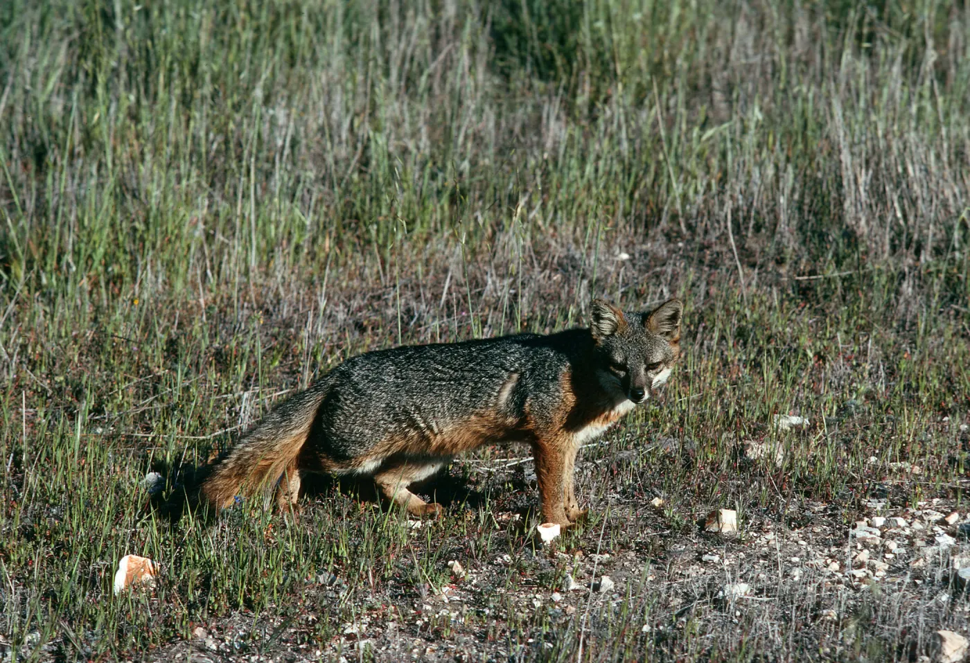 Santa Cruz Island, fox, East of navy base
