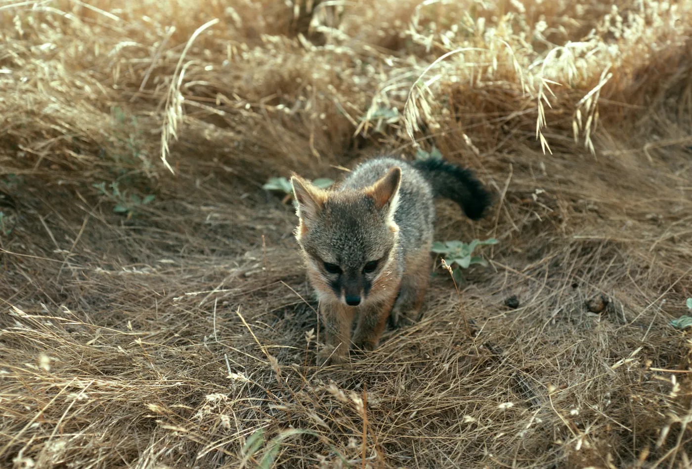 Santa Cruz Island, young fox, near trailer at West end