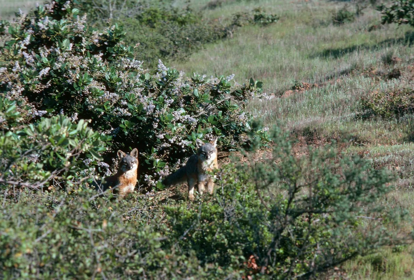 Santa Cruz Island, island foxes, South Ridge Road, by Laguna Canyon