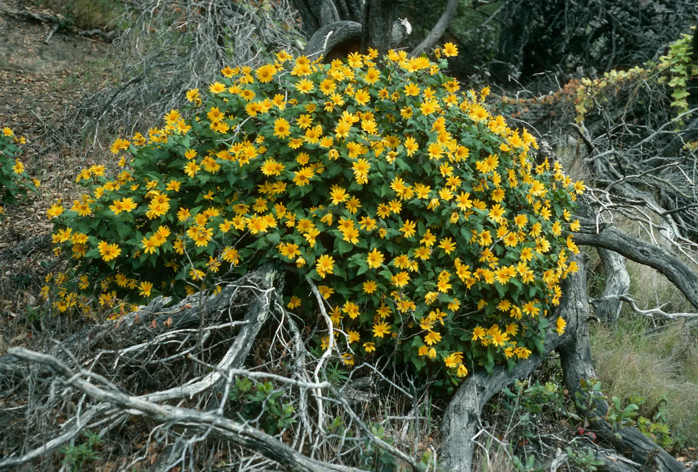 Santa Cruz Island, Venegasia, East of Pelican Bay