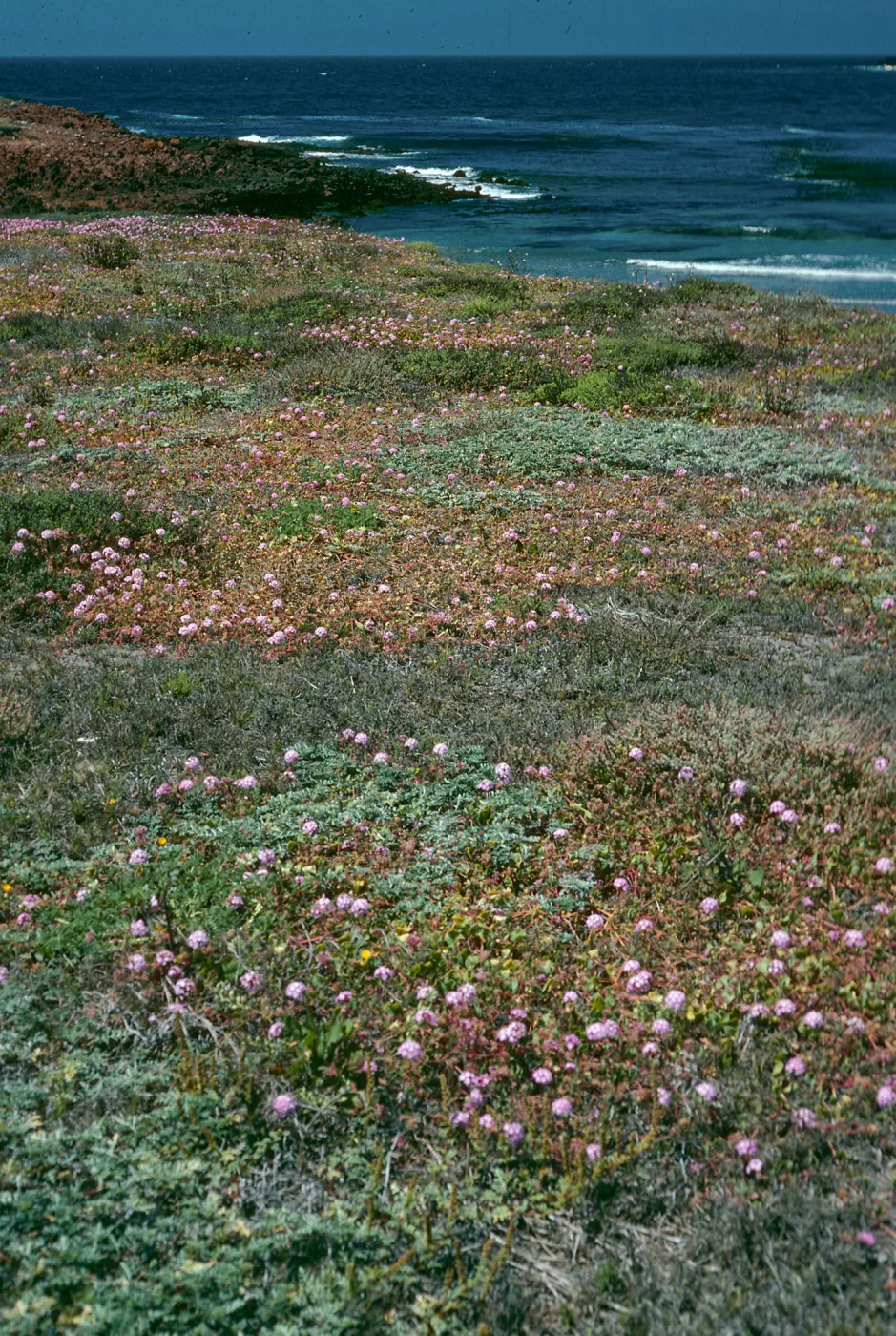 Santa Cruz Island, Abronia umbellata, Fraser Point Peninsula