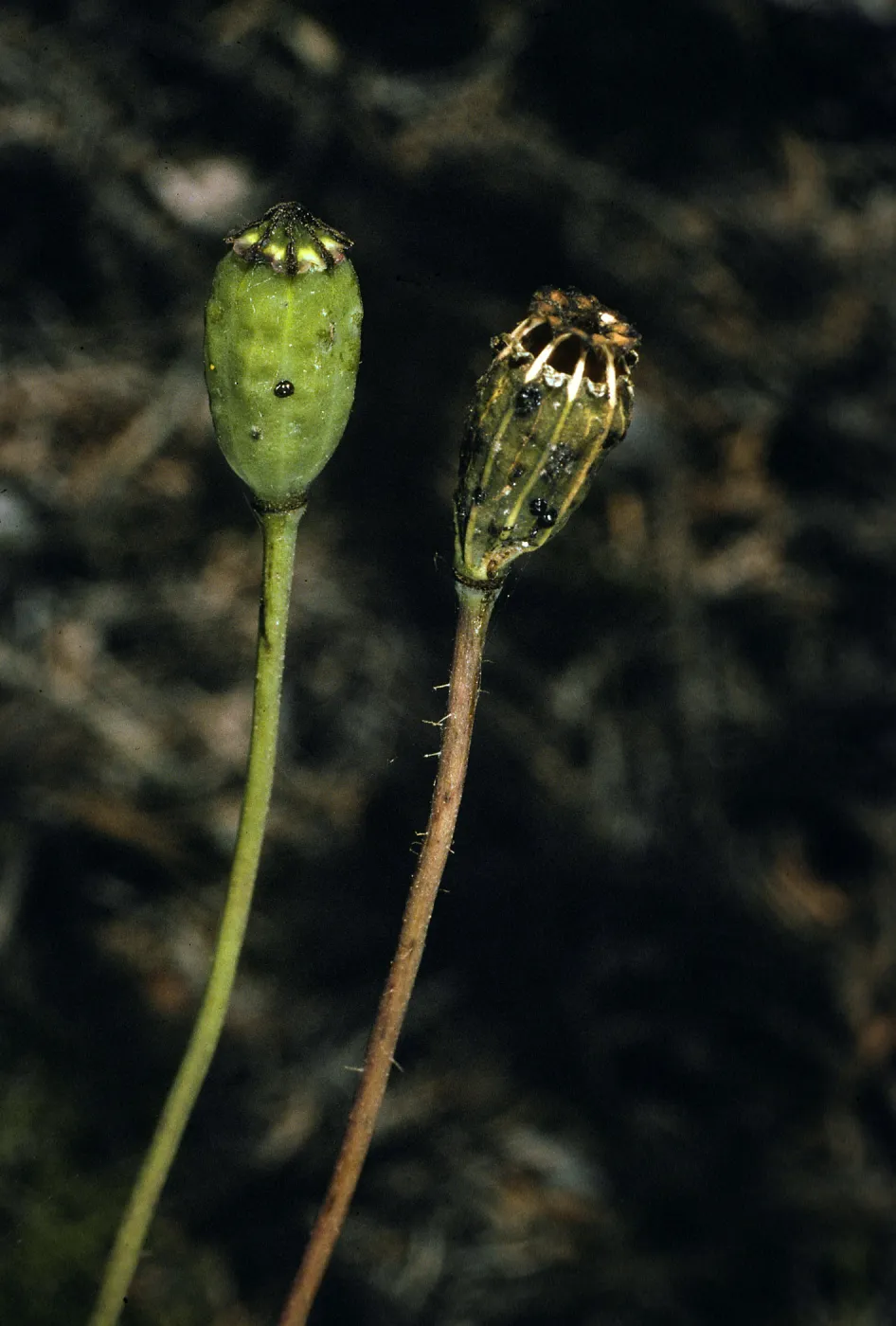 Santa Cruz Island, Papaver califoricum, Christy Pines
