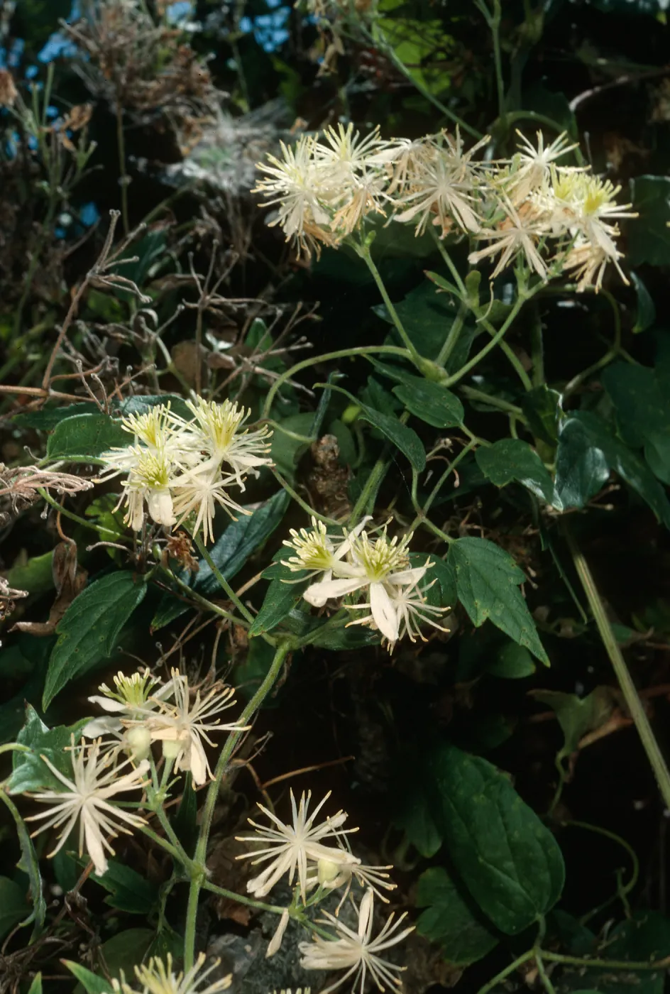 Santa Cruz Island, Clematis ligusticifolia, Willows Beach