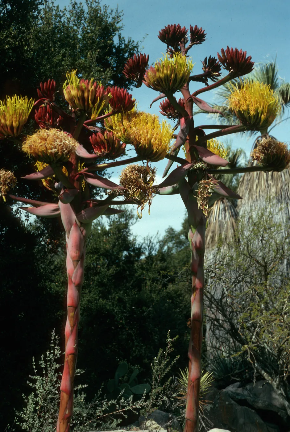 Santa Barbara Botanic Garden, Agave shawii, Desert Section